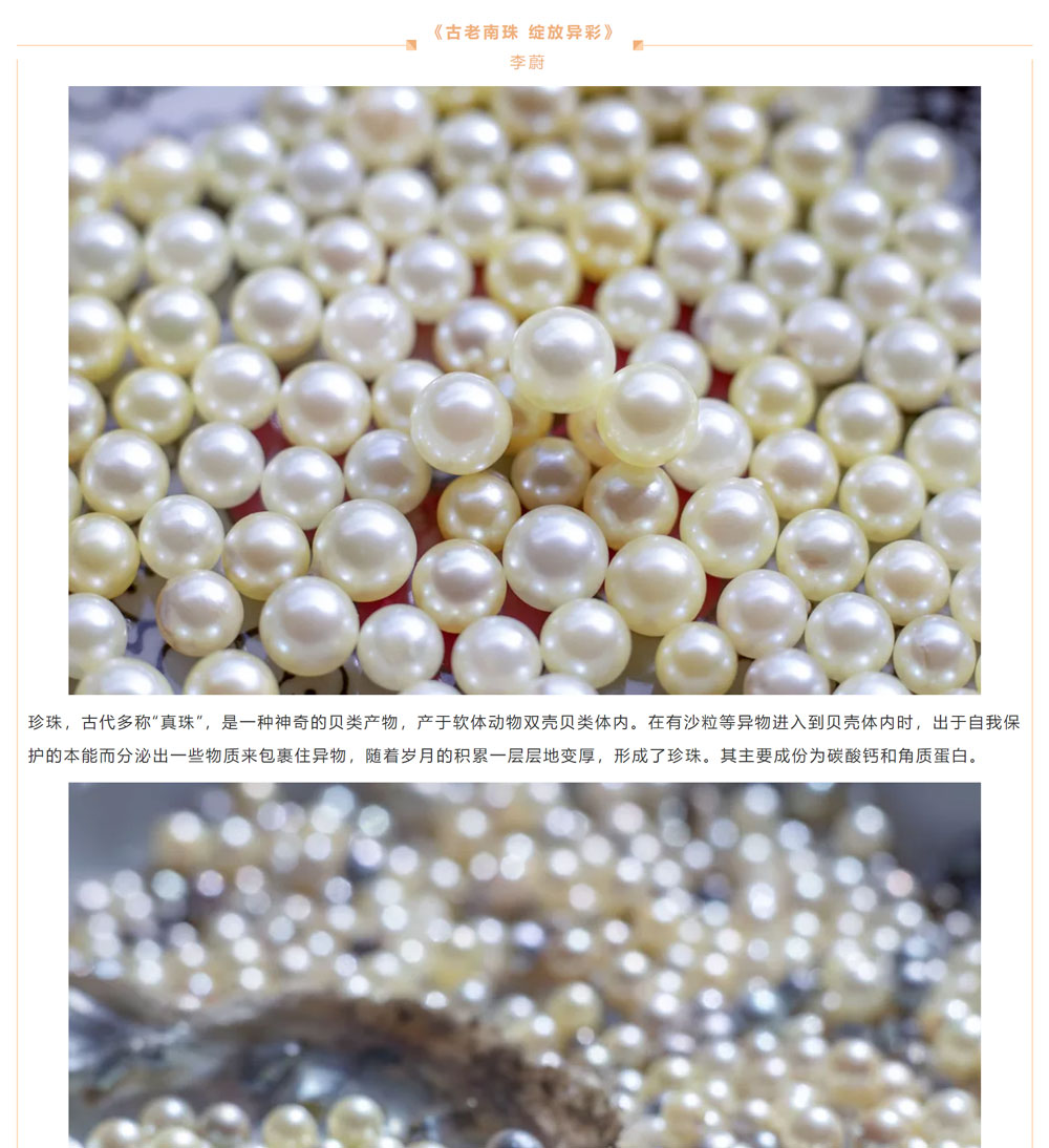 古老南珠，綻放異彩